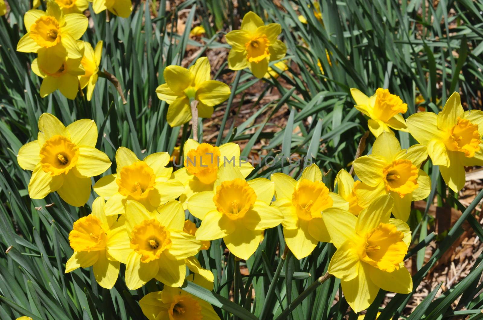 Daffodils at Hubbard Park in Meriden, Connecticut