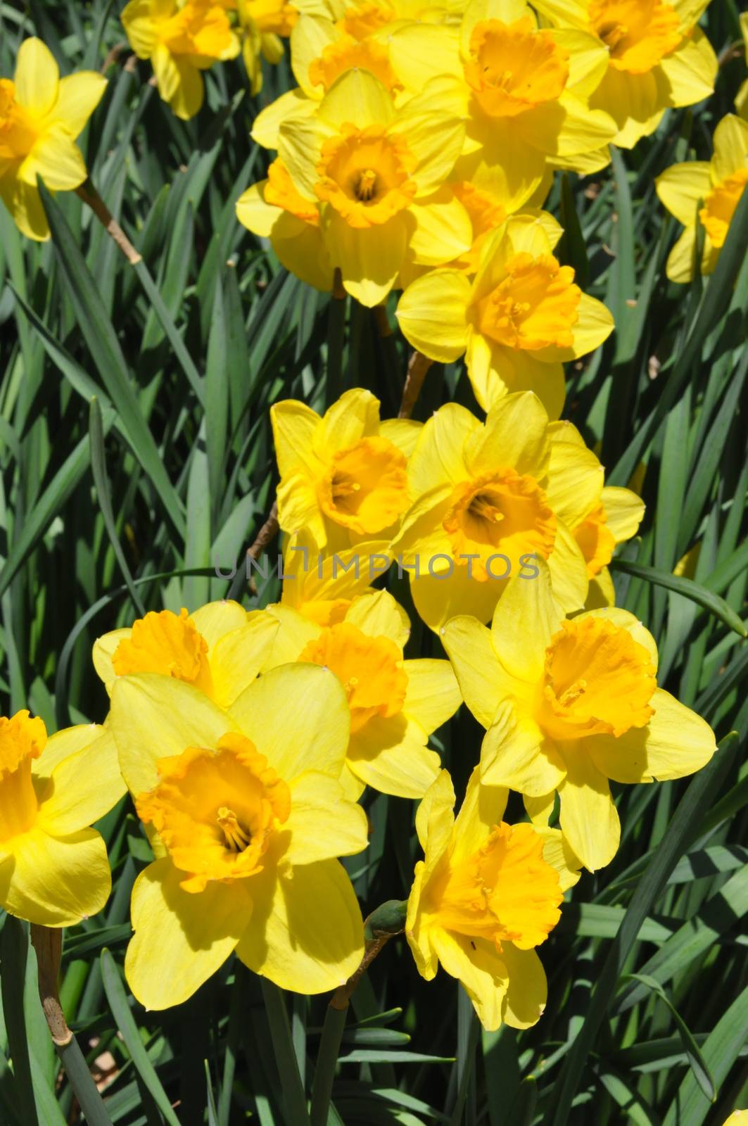 Daffodils at Hubbard Park in Meriden, Connecticut