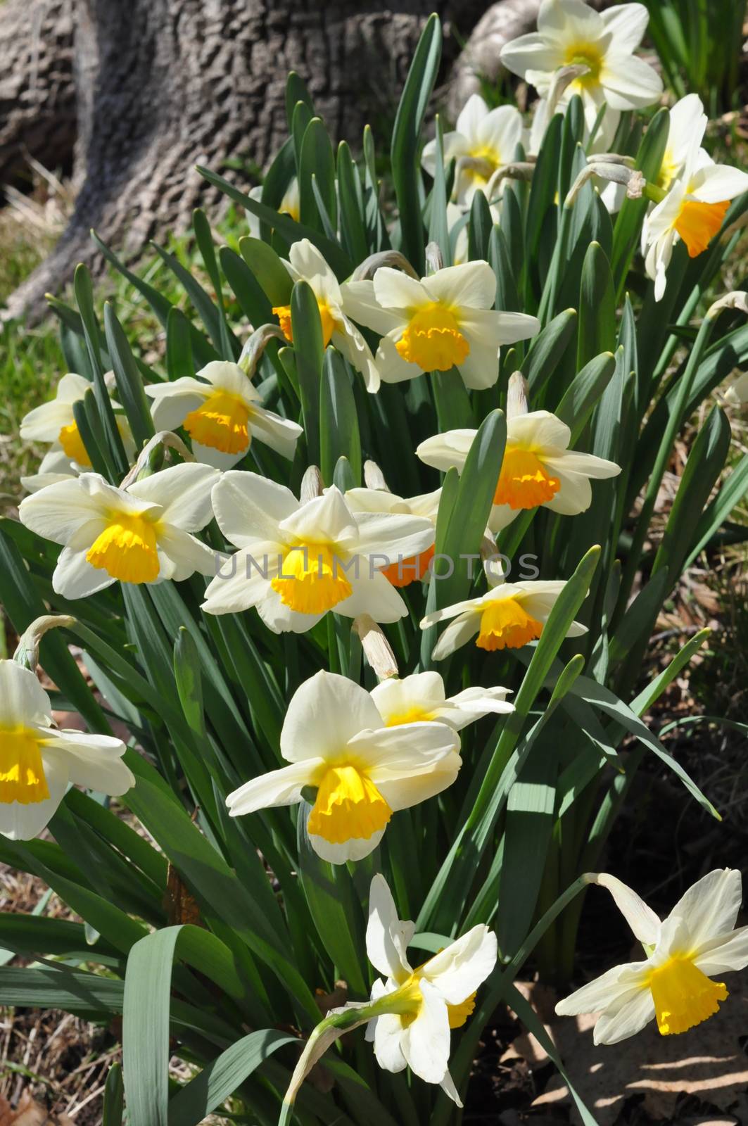 Daffodils at Hubbard Park in Meriden, Connecticut