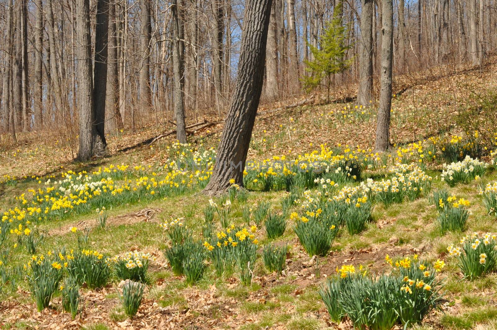 Daffodils at Hubbard Park in Meriden, Connecticut