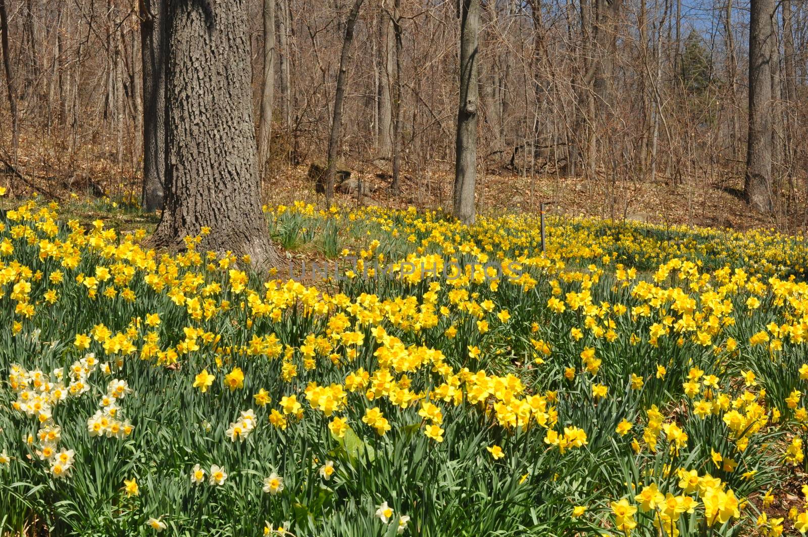 Daffodils at Hubbard Park in Meriden, Connecticut