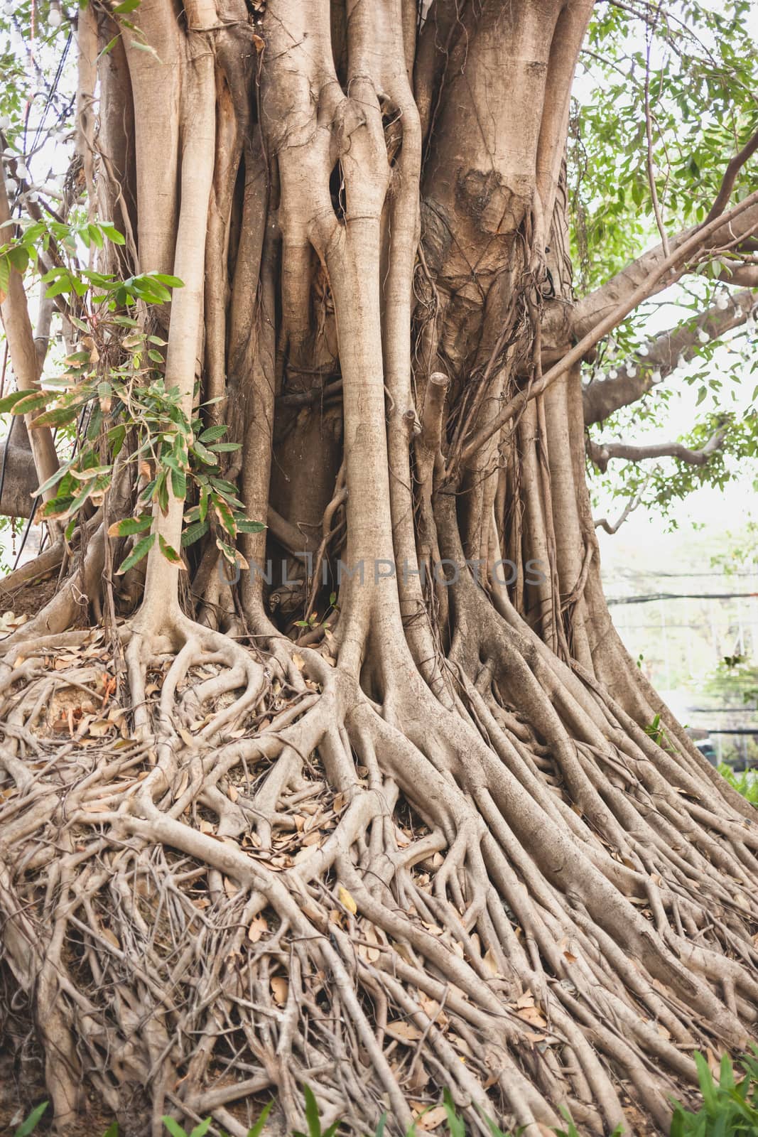 Beautiful Banyan tree in public park city center by nopparats
