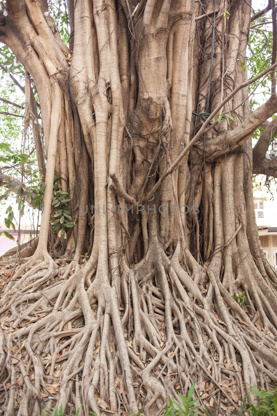 Beautiful Banyan tree in public park city center .
