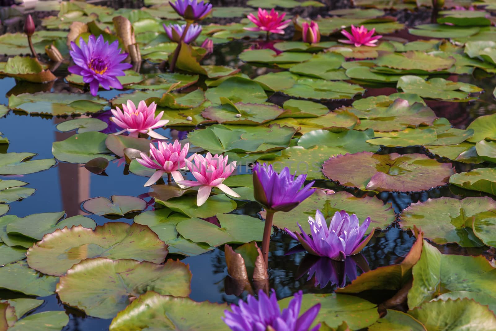 Pink lotus blossoms or water lily flowers blooming on pond