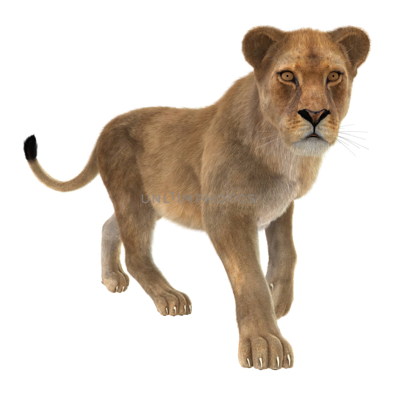 3D digital render of a female lion isolated on white background