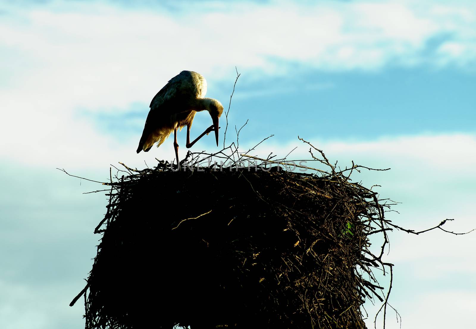 White Stork Stand at One Leg and Scratching Beak with Other Leg in His Nest Outdoors