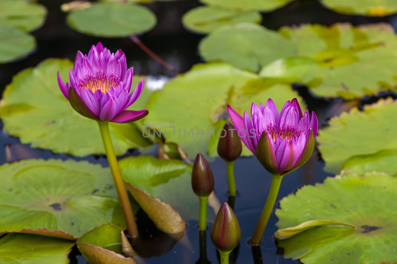 Pink lotus blossoms or water lily flowers blooming on pond