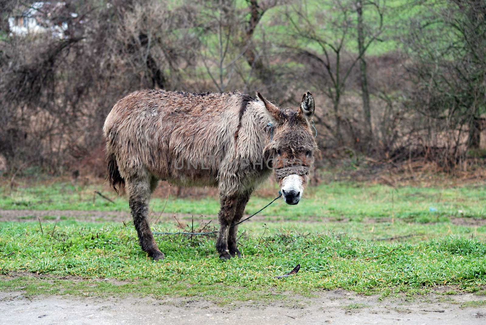 Poor wet donkey on the rain by nehru