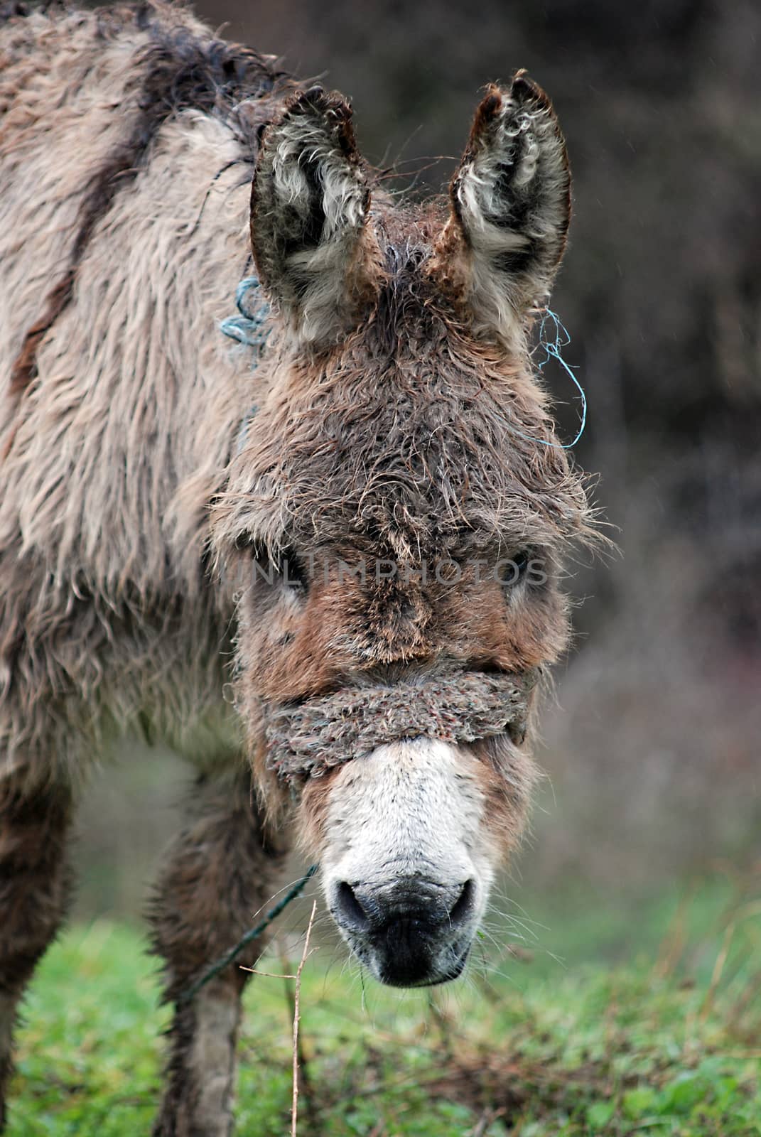 Poor wet donkey on the rain