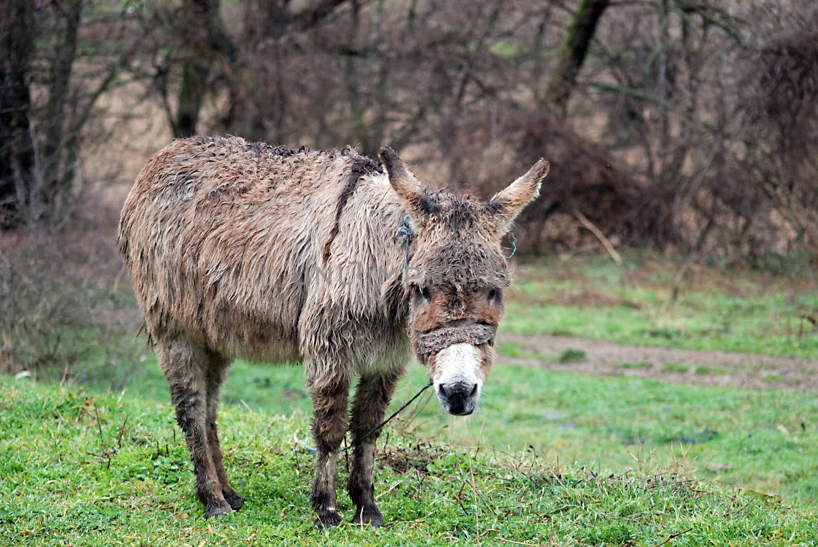 Poor wet donkey on the rain by nehru