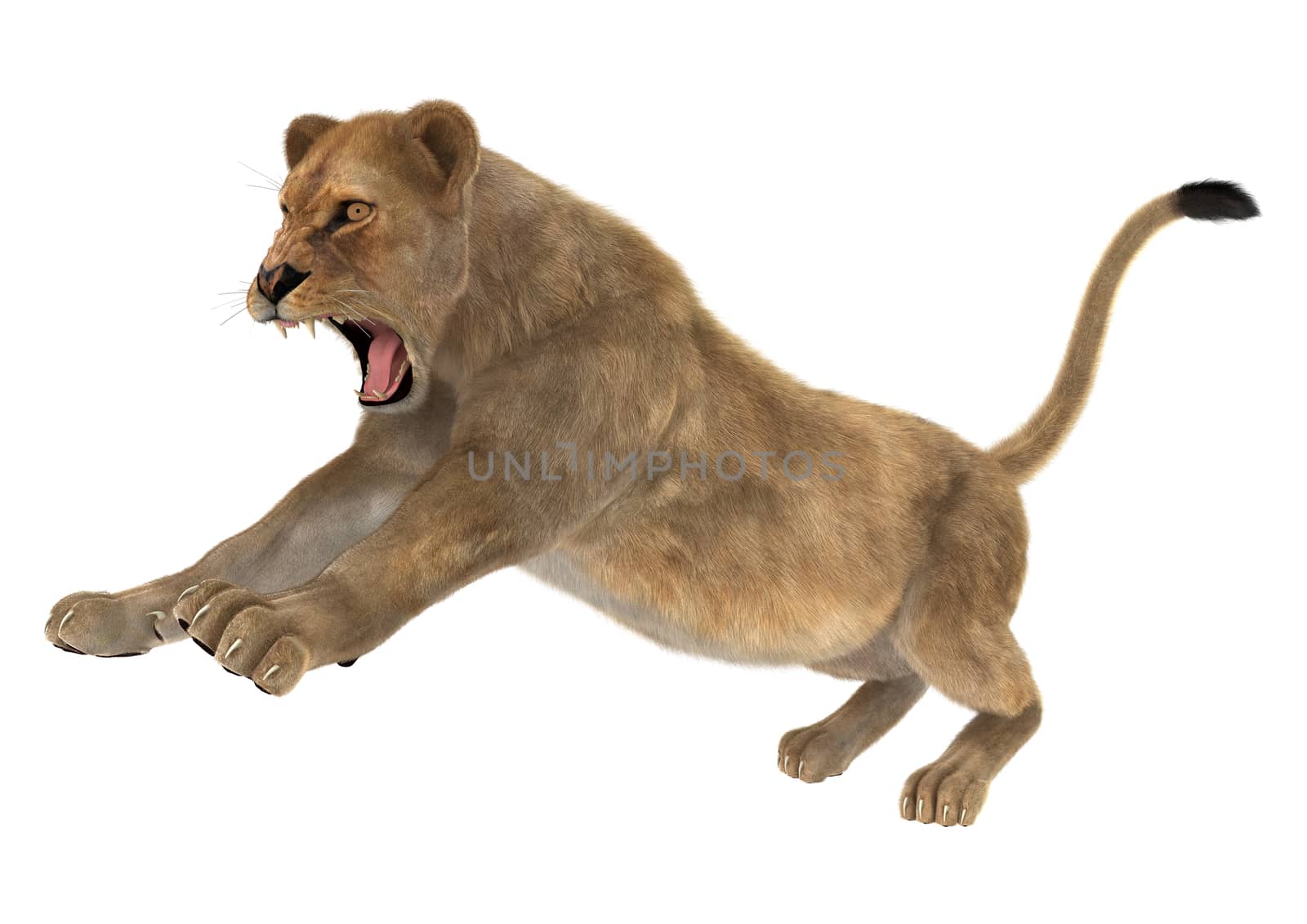 3D digital render of a female lion hunting isolated on white background