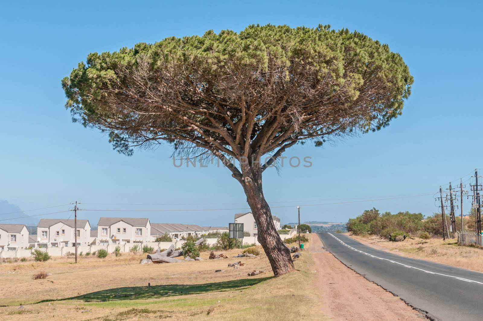 Pine tree next to the road between Somerset West and Sir Lowrys Pass town