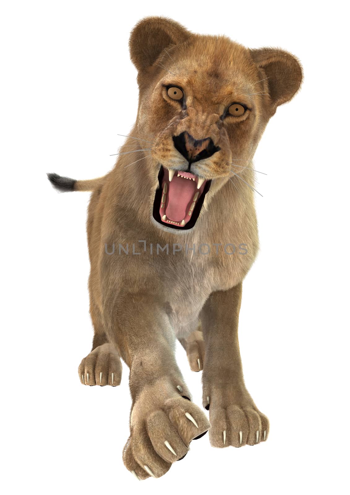 3D digital render of a female lion isolated on white background