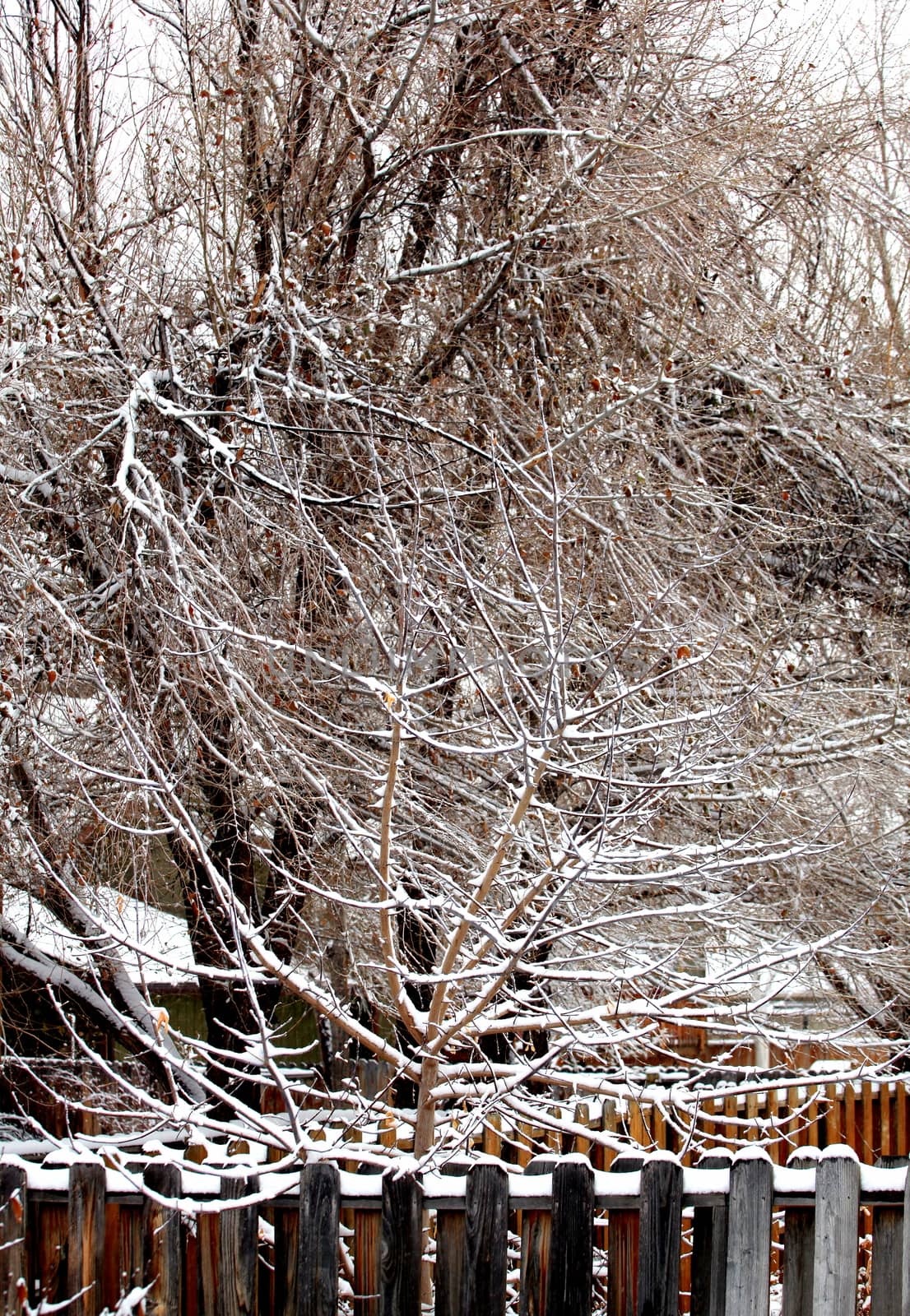 Winter snow scene displayed outdoors.