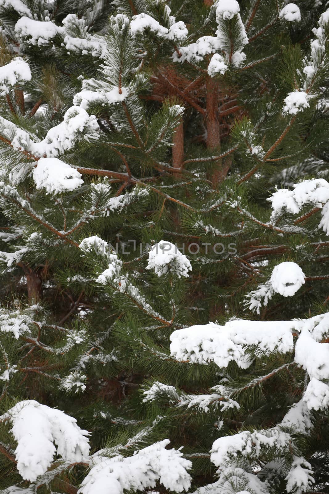 Winter snow scene displayed outdoors.