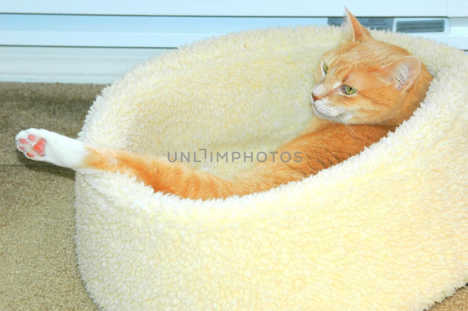 Kitten relaxing in his bed indoors.