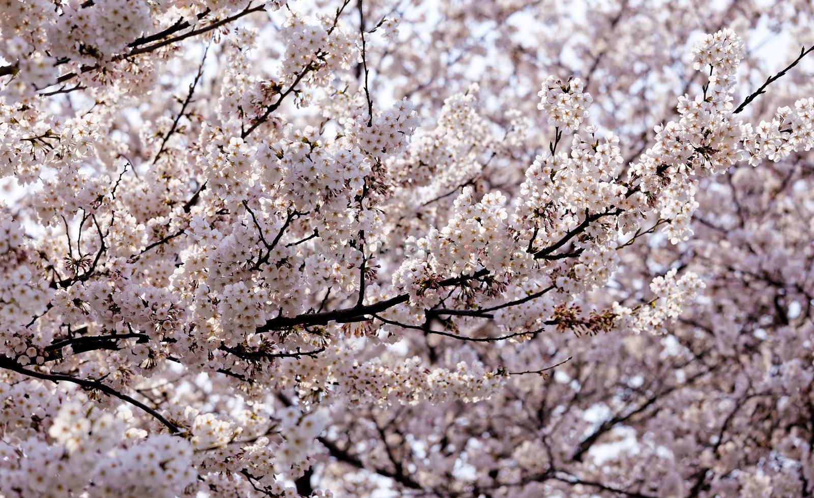 Blossoming sakura with pink flowers, closeup shot 