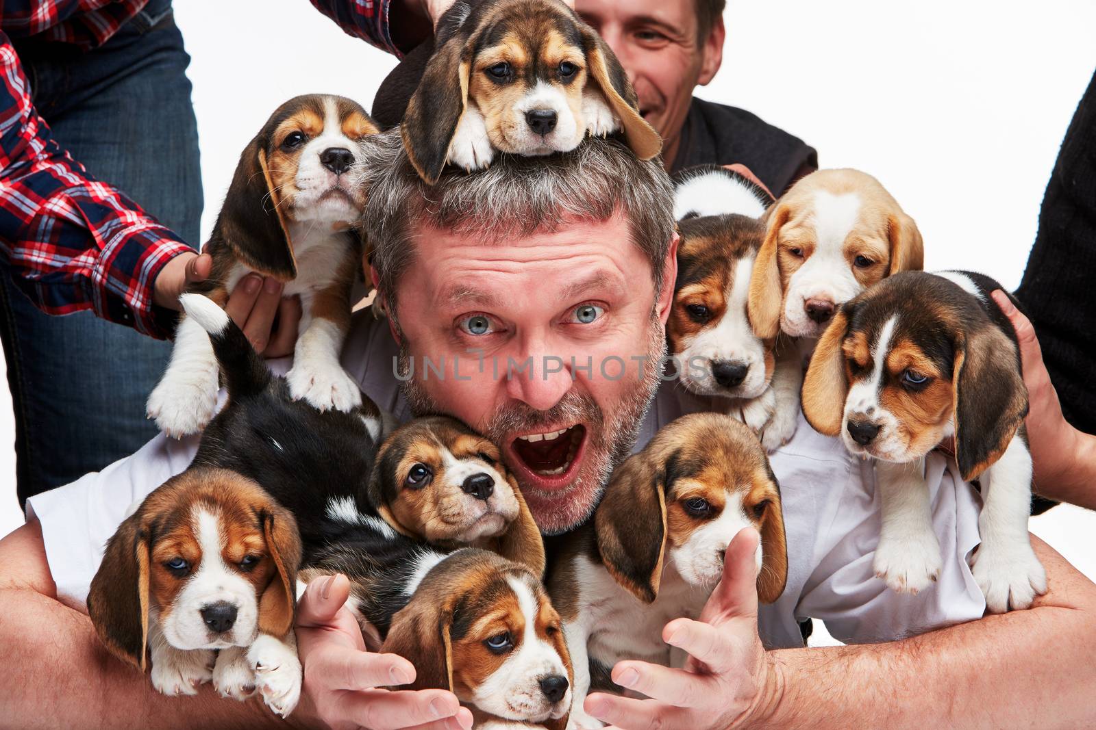 The zonked  man and big group of a beagle puppies on white background