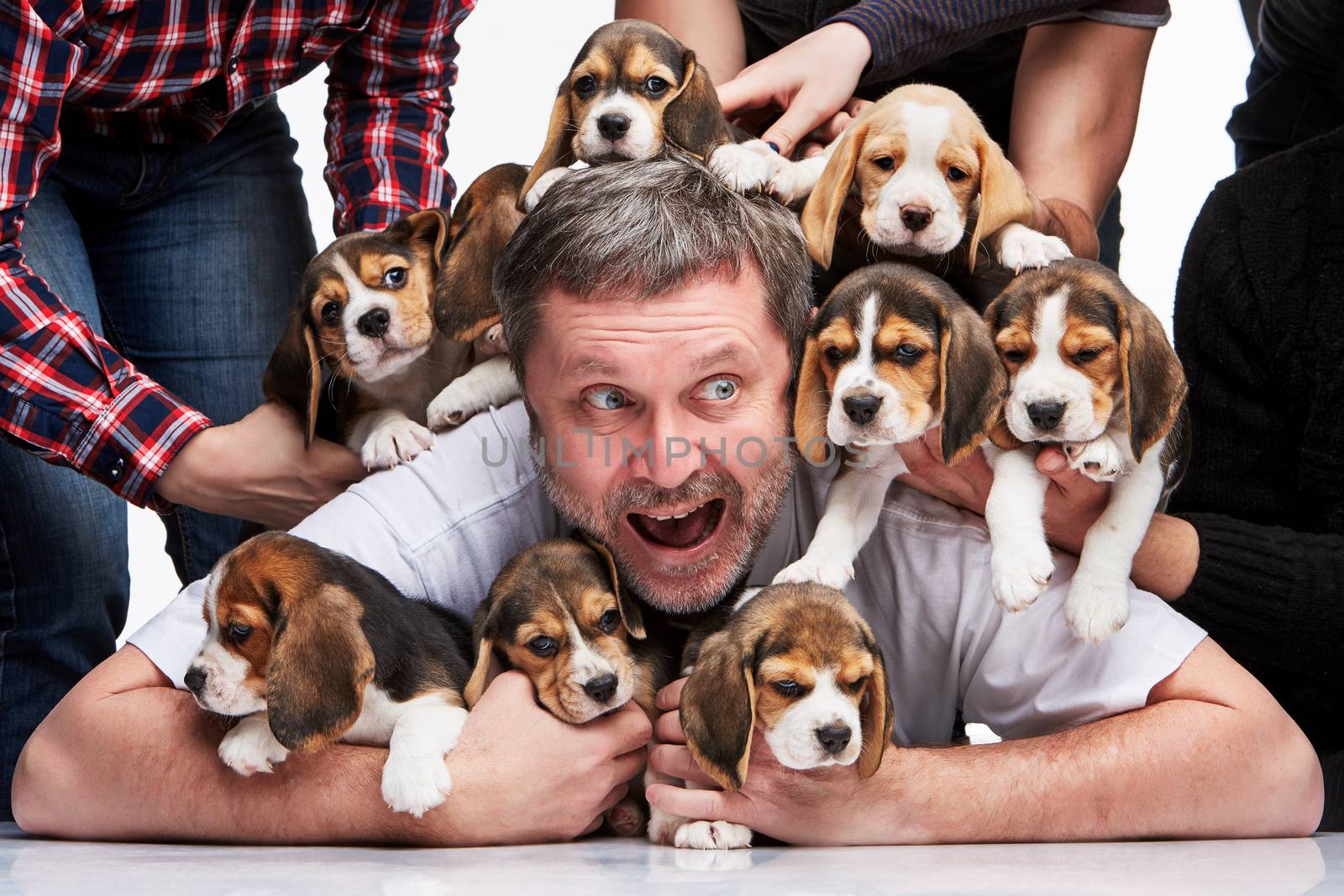 The zonked  man and big group of a beagle puppies on white background