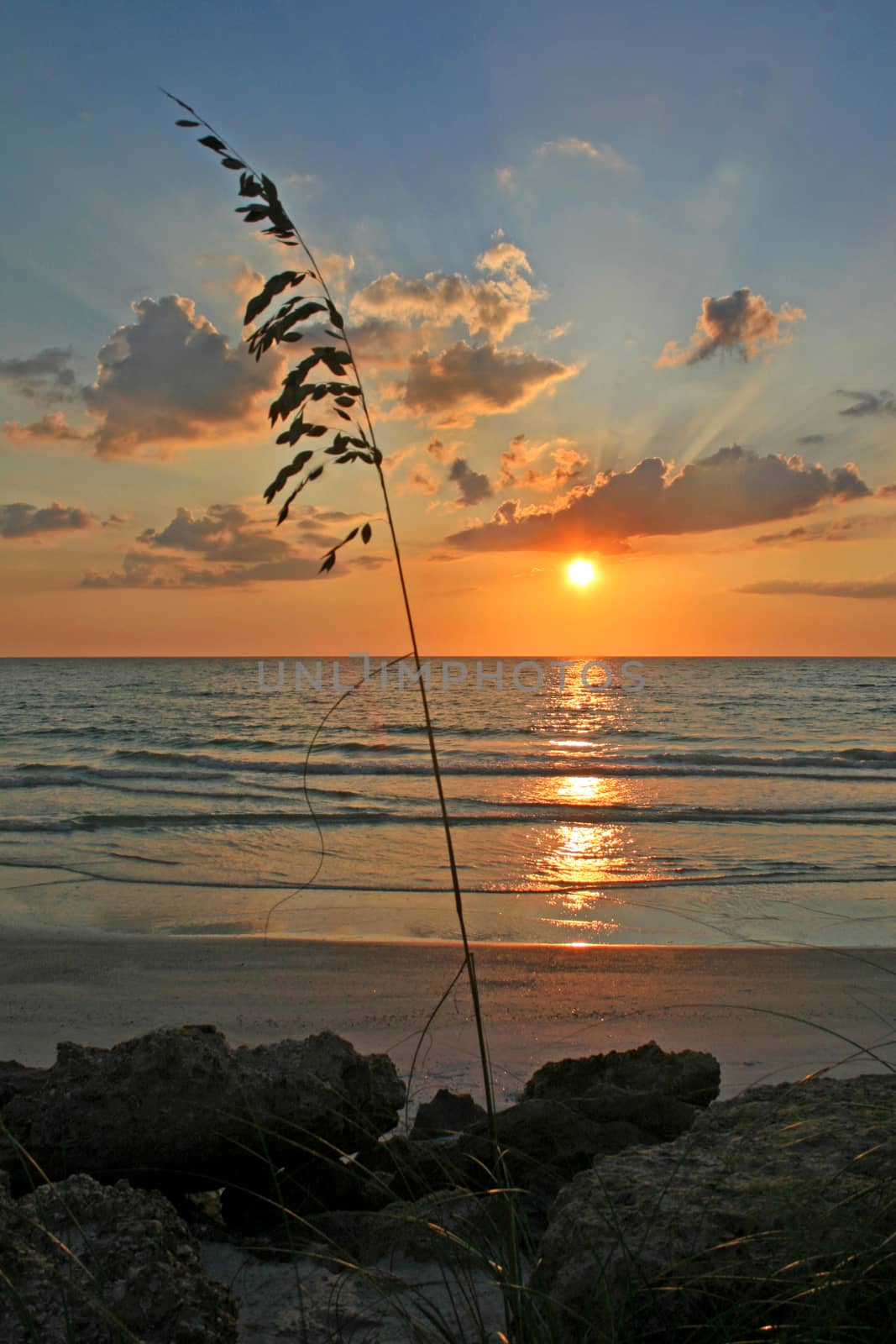 A sunset over the ocean with a reed