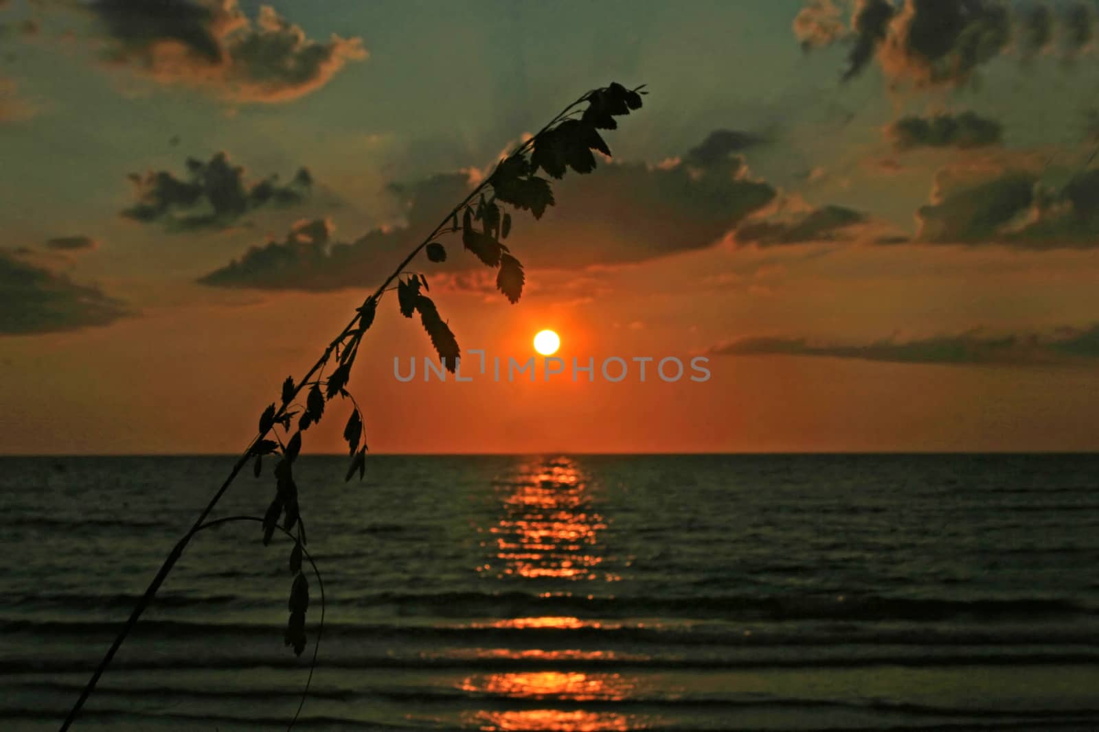 A reed with a sunset over the ocean