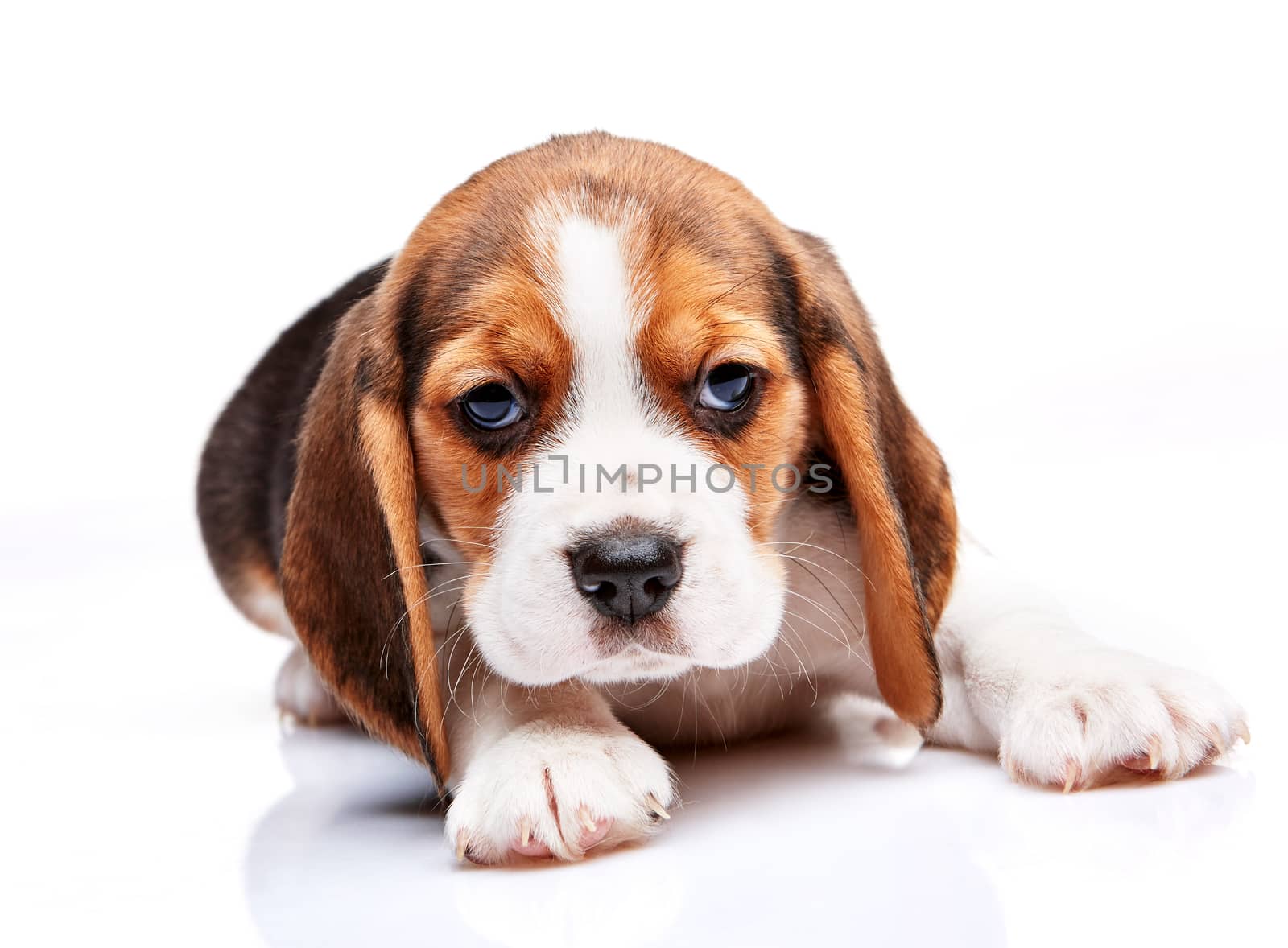 Beagle puppy lying on the white background