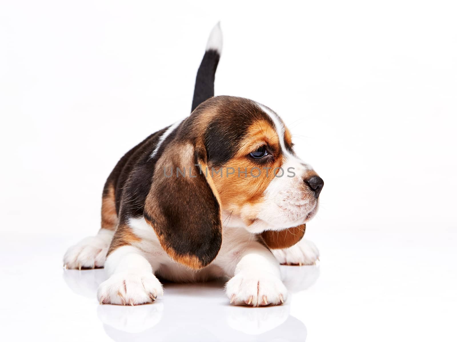 Beagle puppy lying on the white background