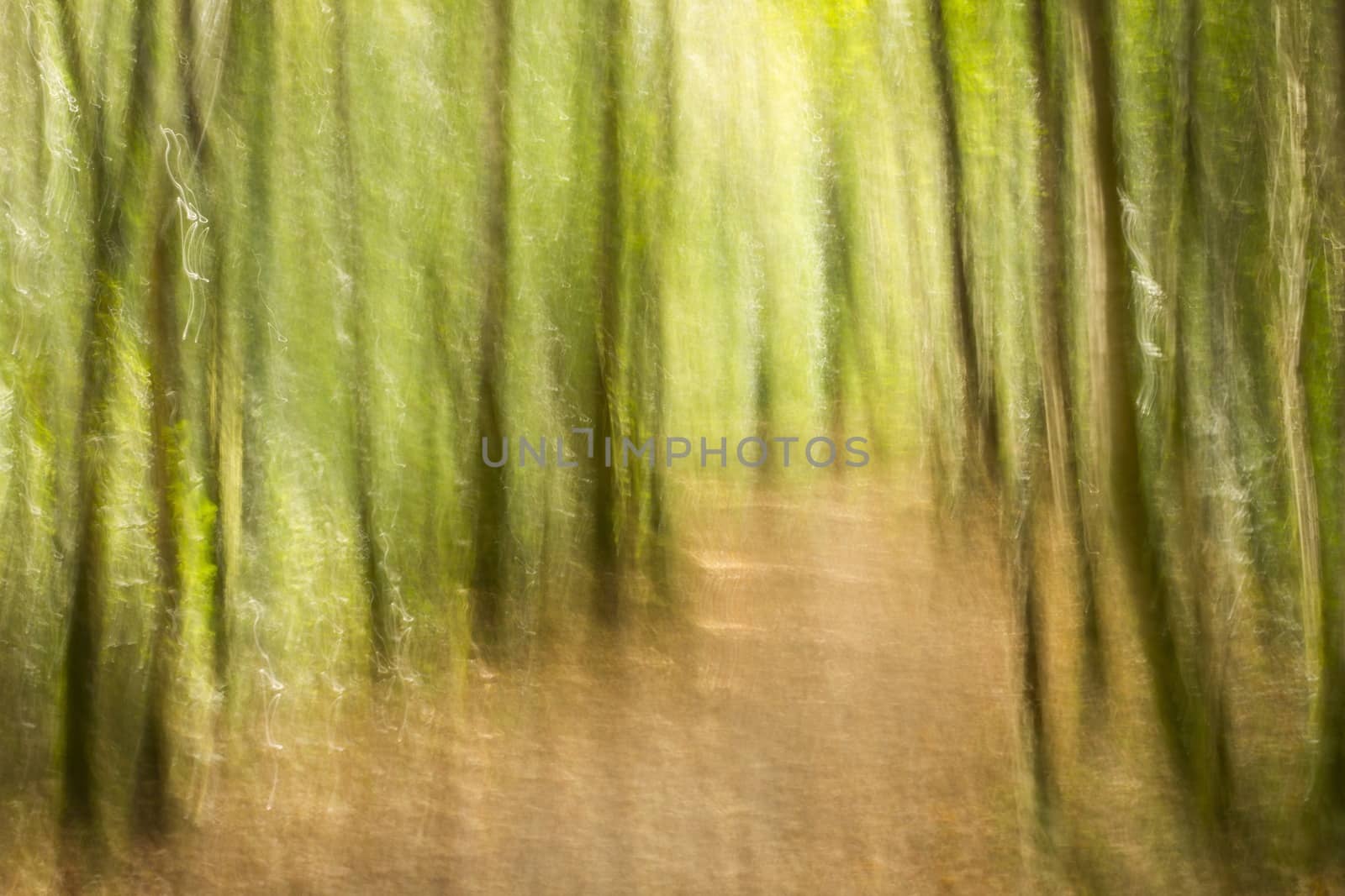 Forest path by MC2000