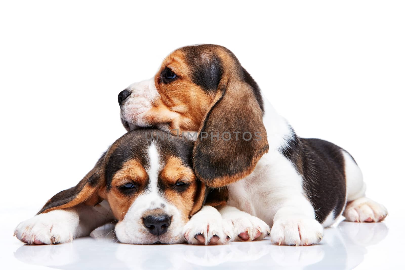 The two beagle puppies lying on the white background