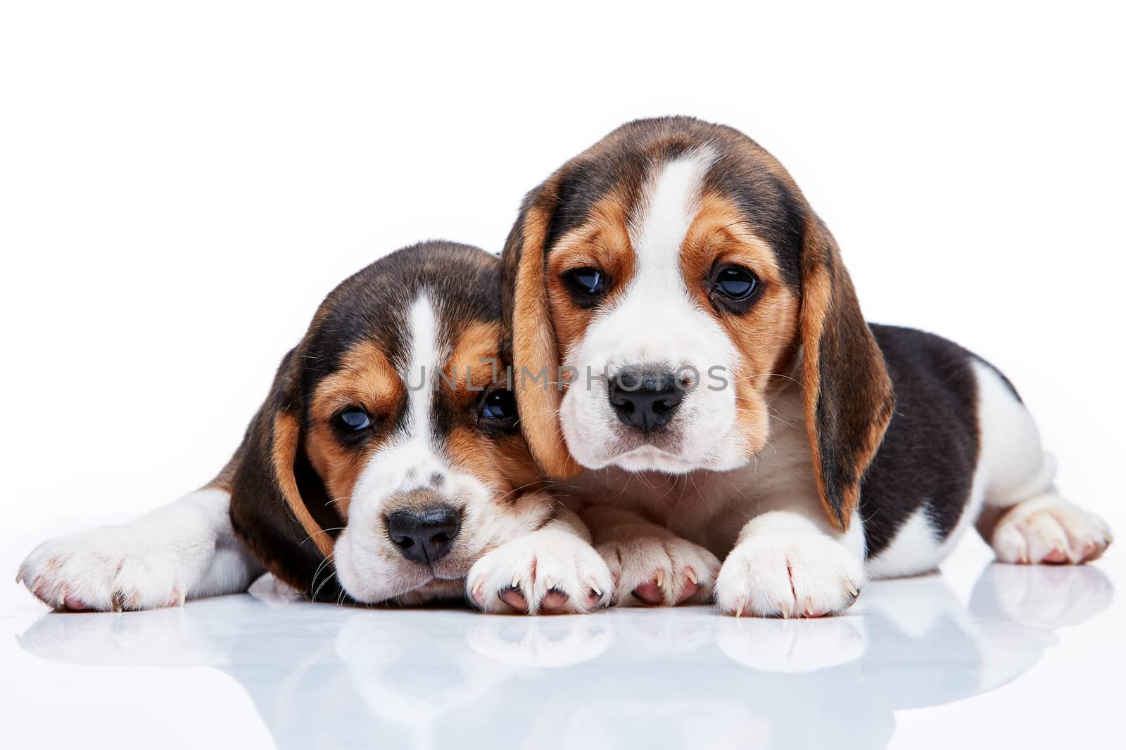 The two beagle puppies lying on the white background