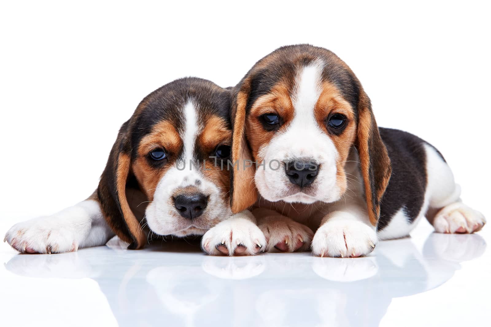 The two beagle puppies lying on the white background