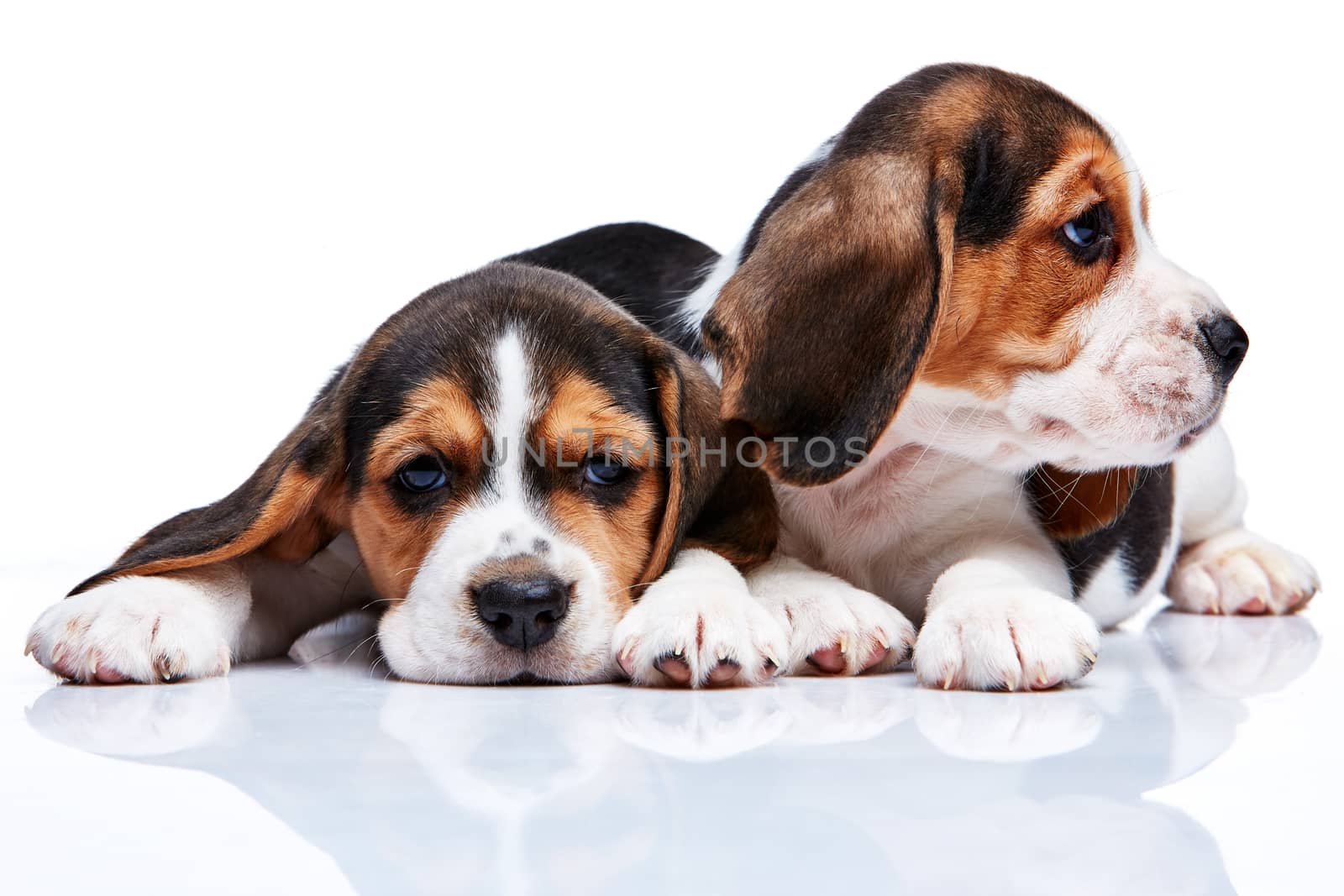 The two beagle puppies lying on the white background