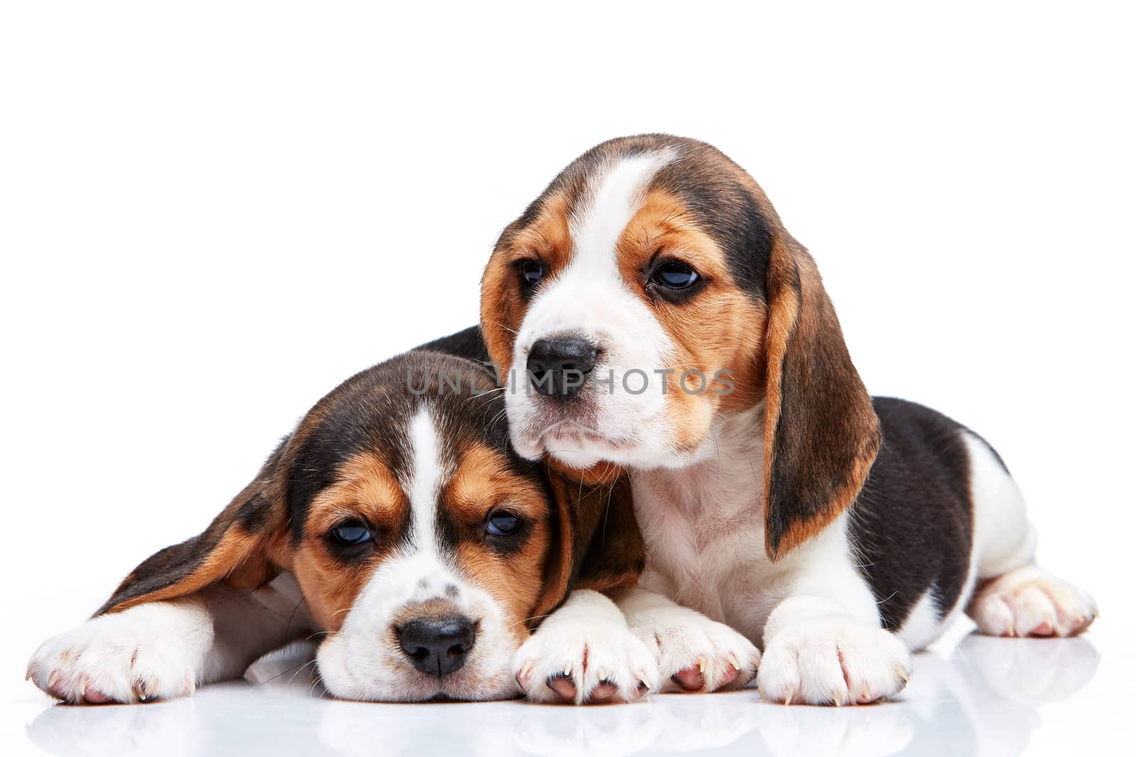 The two beagle puppies lying on the white background