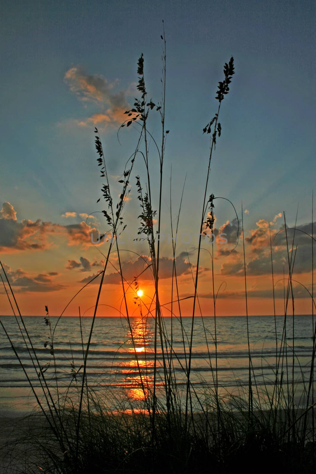 Some reeds with sunset over the ocean