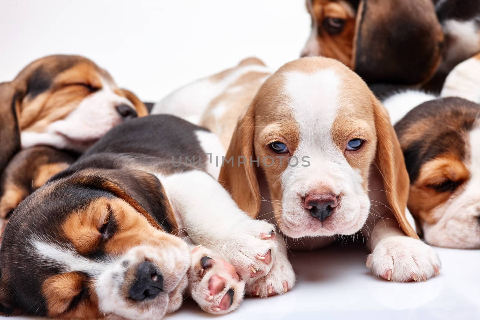 Beagle puppy lying on the white background among other sleeping puppies