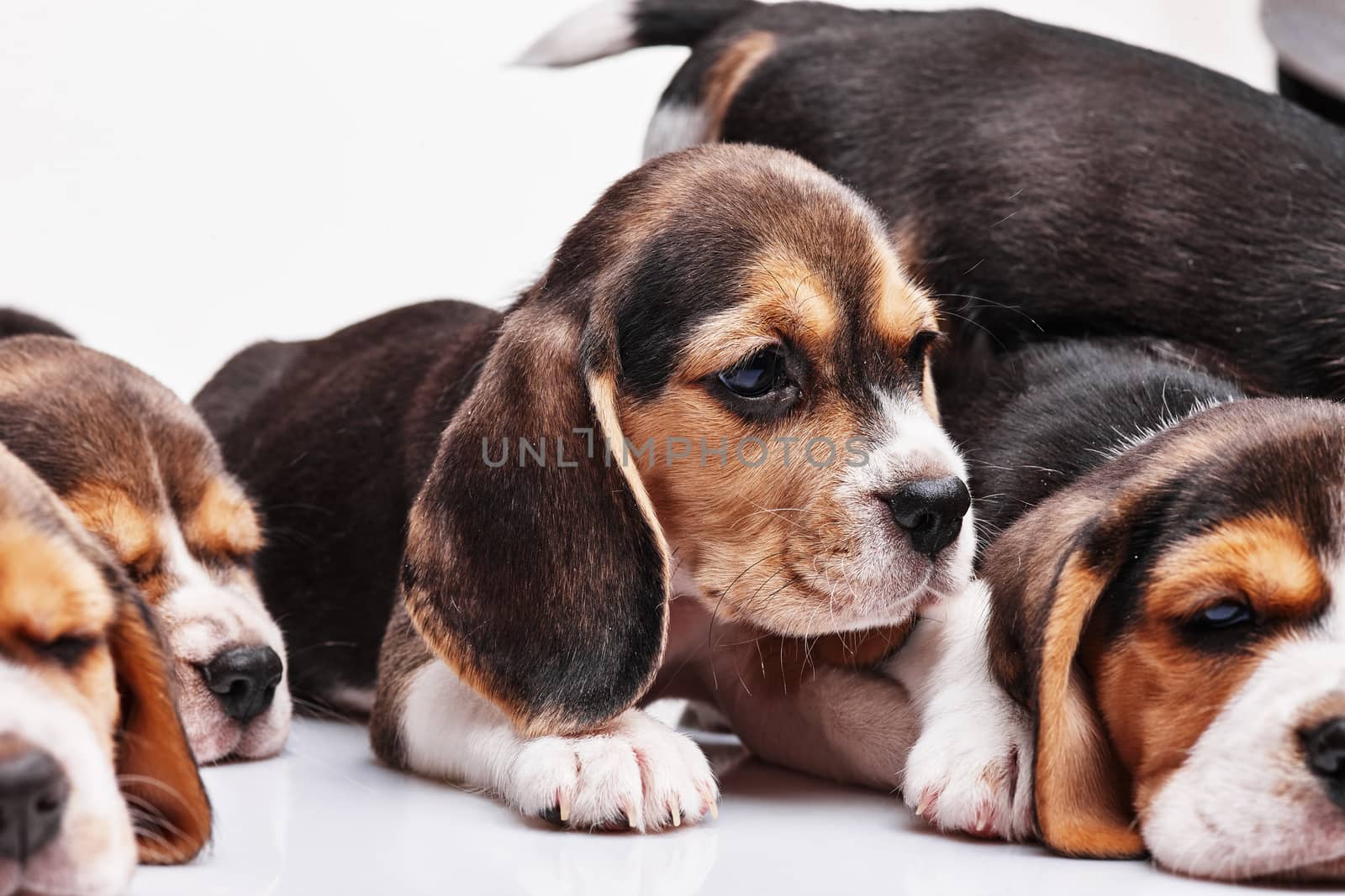 Beagle puppy lying on the white background among other sleeping puppies