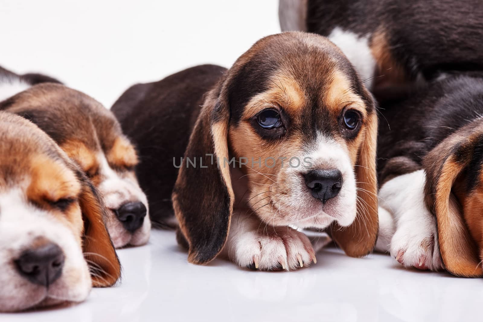 Beagle puppy lying on the white background among other sleeping puppies