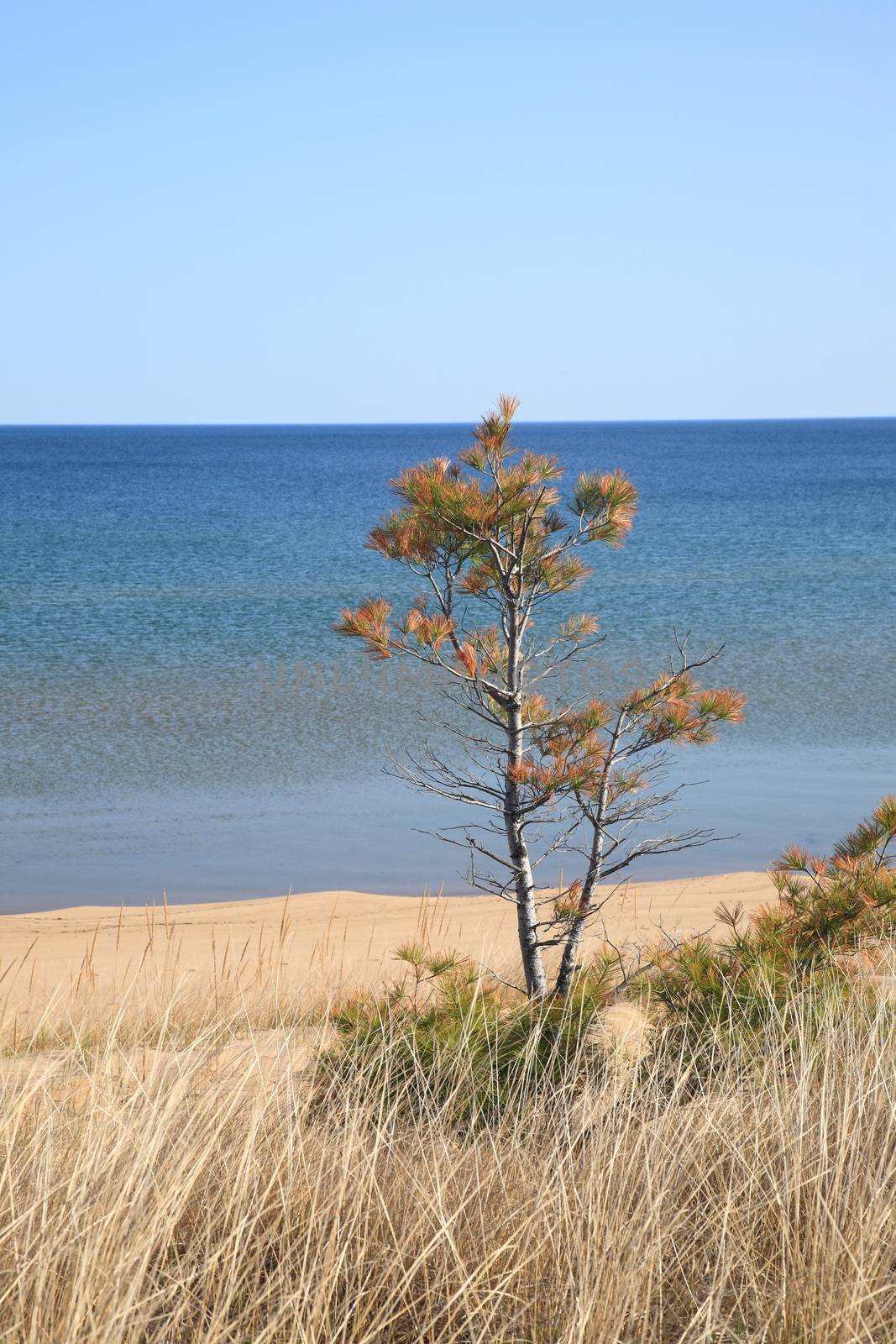 Grassy and sandy shoreline and beach of a North American Great Lake Superior in Michigan.