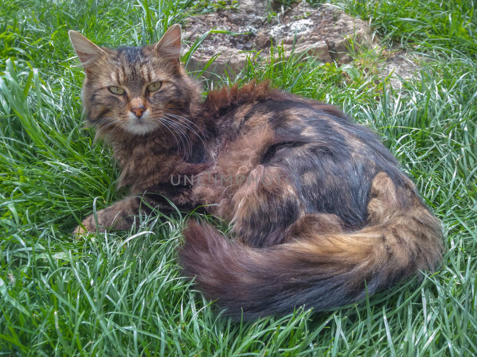 Cute cat in the Grass - eye contact