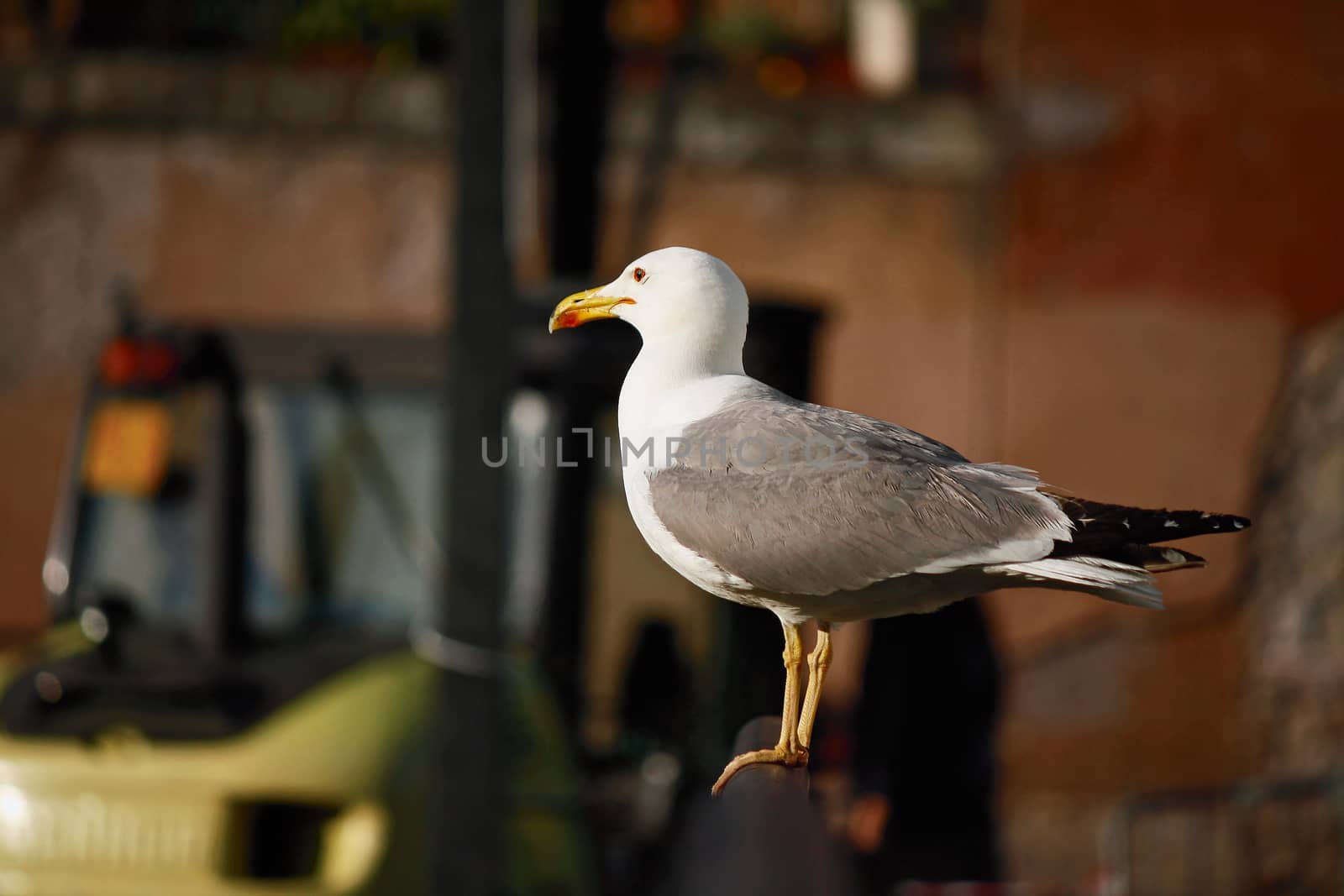 A seagull alone near a construction site