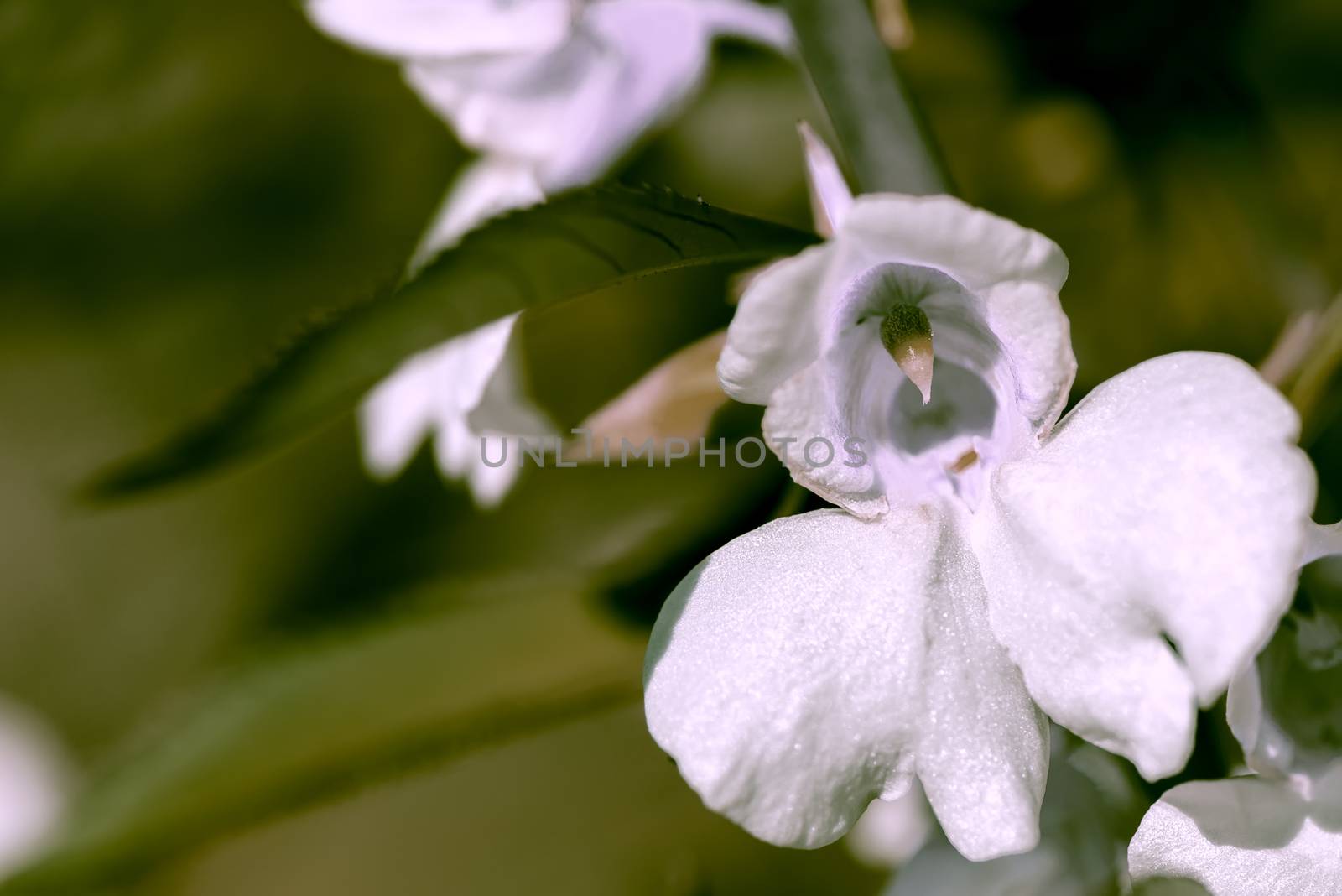 Orchid flower close up