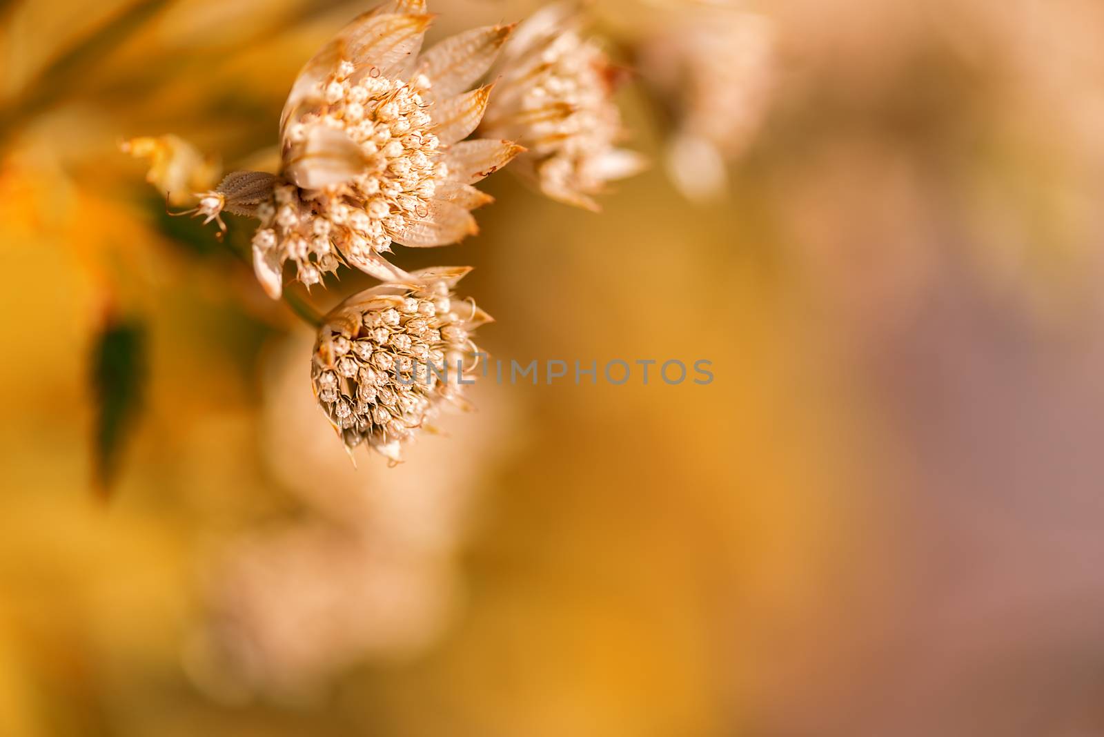 Wild plant flower close up on orange by Nanisimova