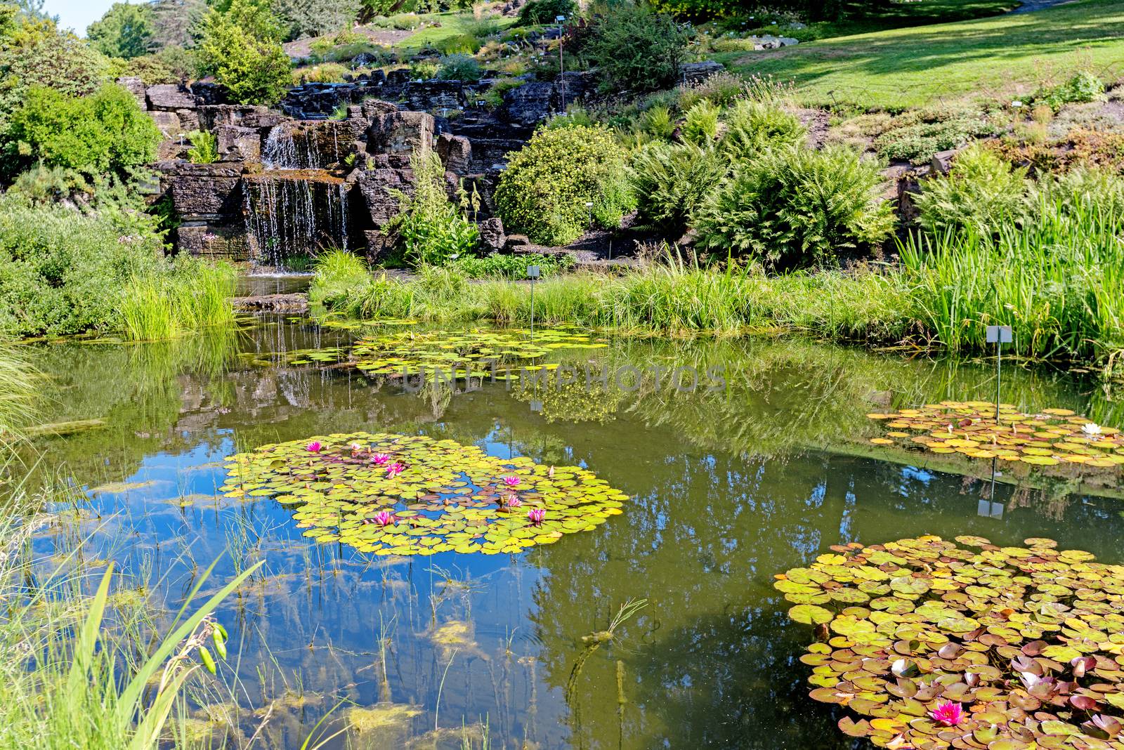 Decorative pond with waterfall and lilly at city park by Nanisimova