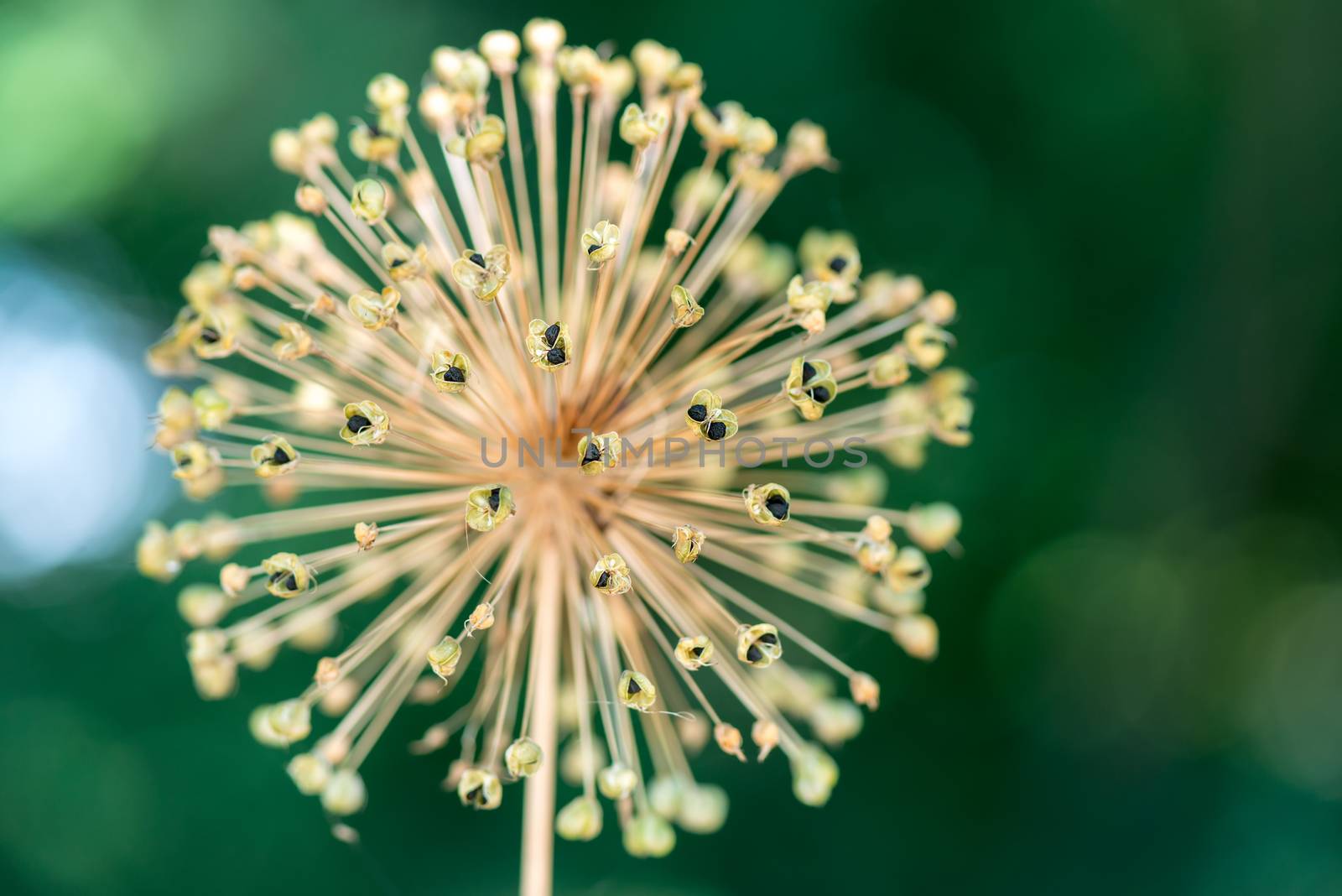 Wild plant flower and seeds close up by Nanisimova