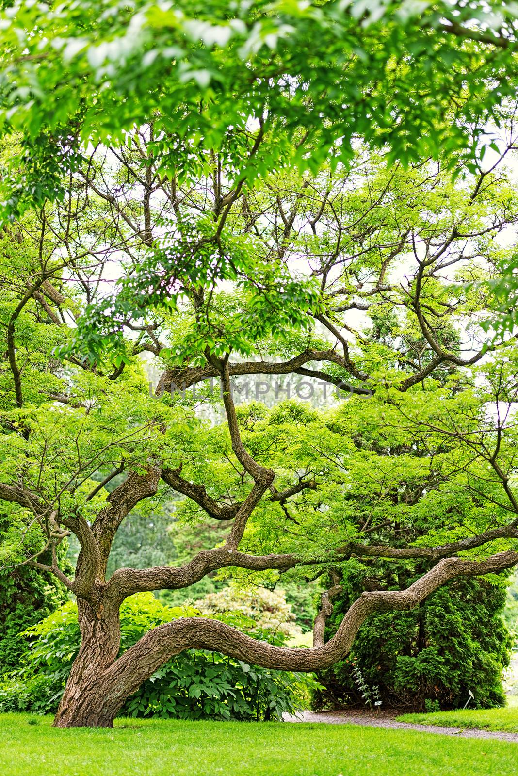 Summer meadow with big tree with green leaves