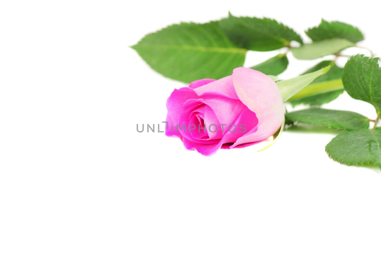 Pink rose isolated on white by Nanisimova