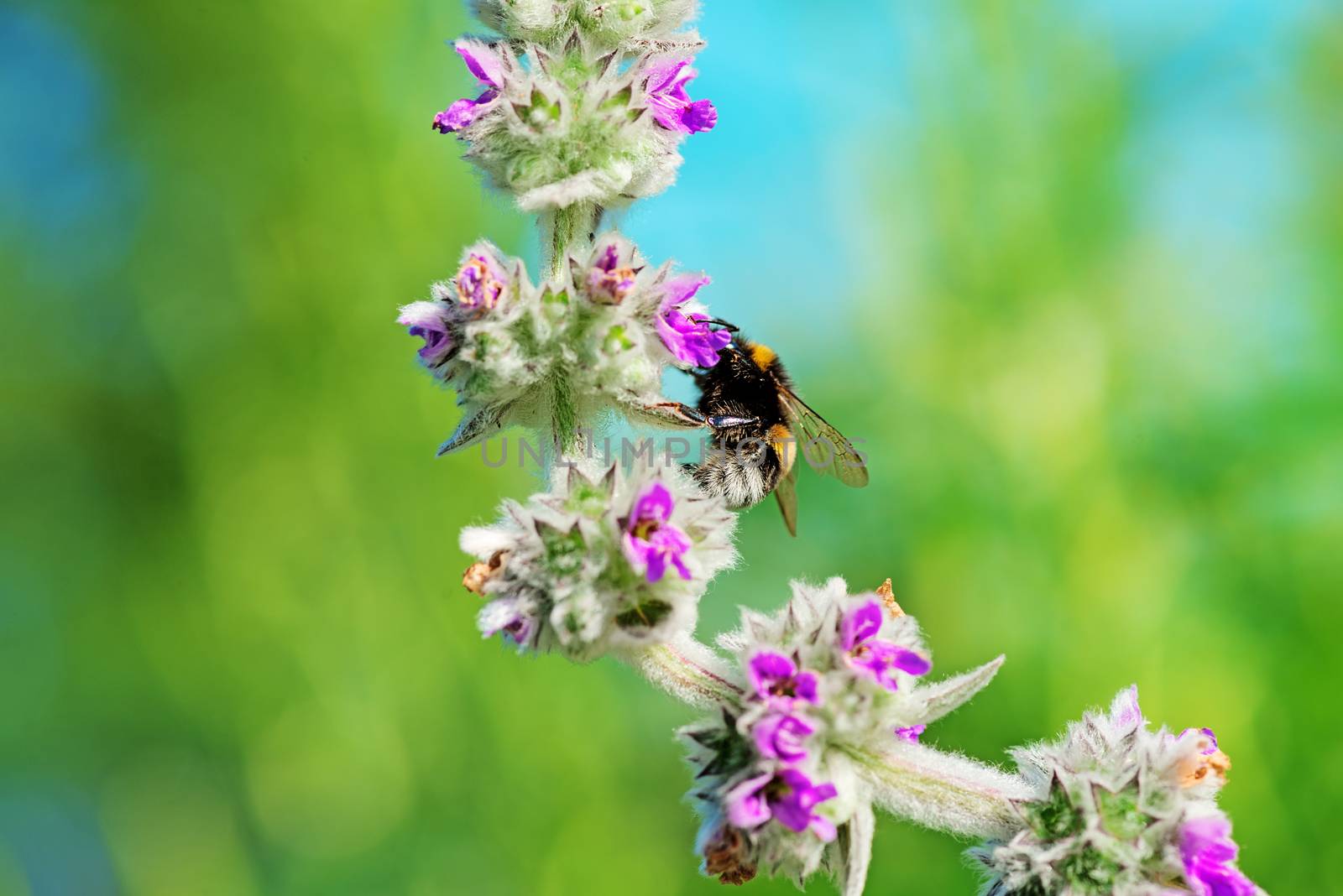 Bee on flower close up by Nanisimova