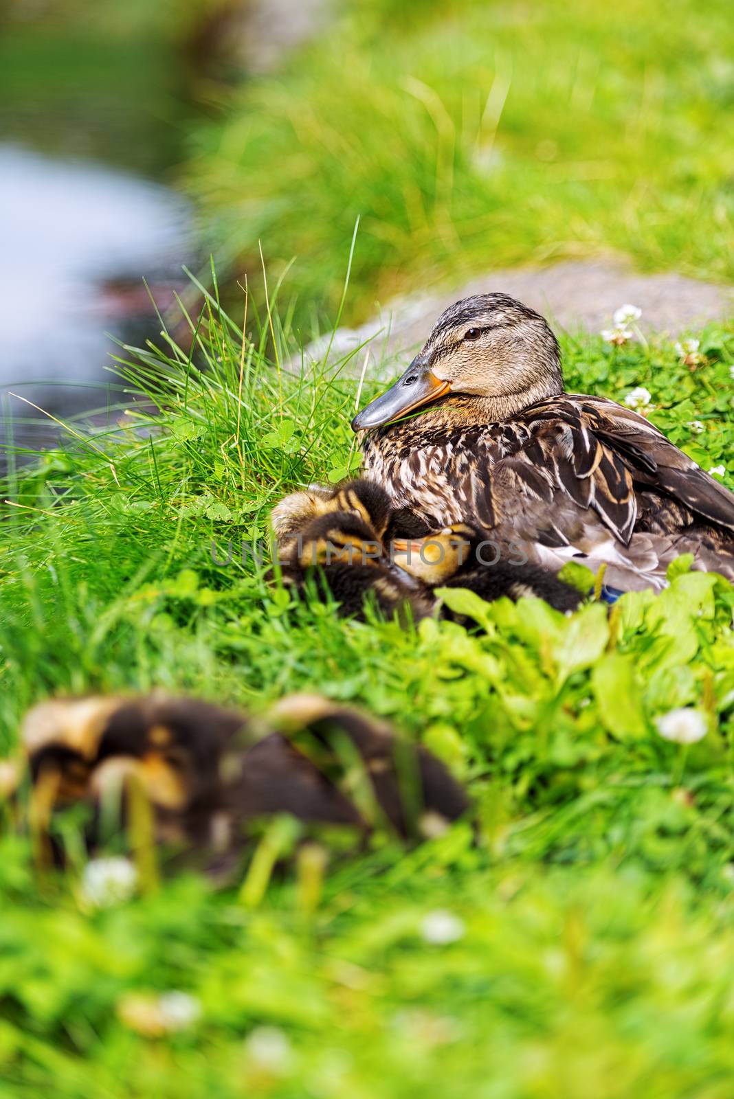 Family of ducks on grass by Nanisimova