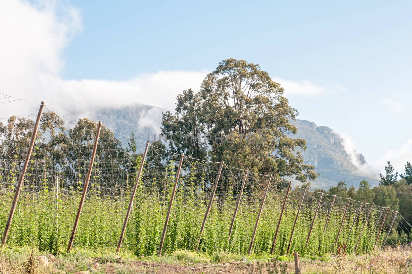 Hops growing near Herold, a small village at the top of the Montagu Pass