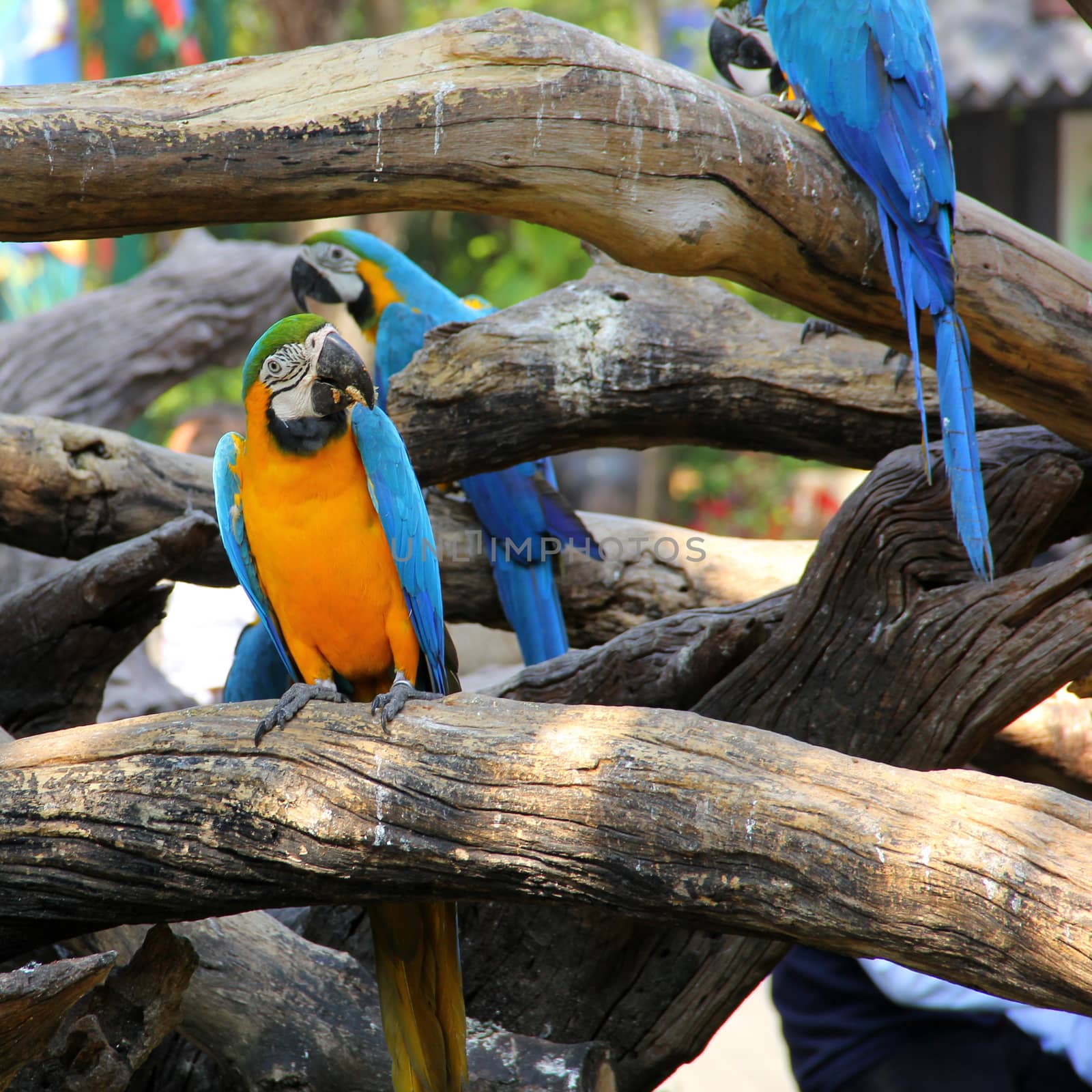 Colorful macaw by liewluck